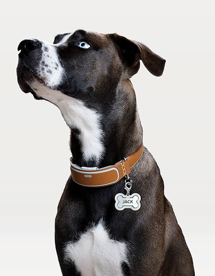Placa para Mascotas - Imagen 2